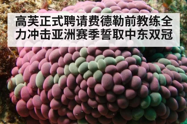 高芙正式聘请费德勒前教练全力冲击亚洲赛季誓取中东双冠